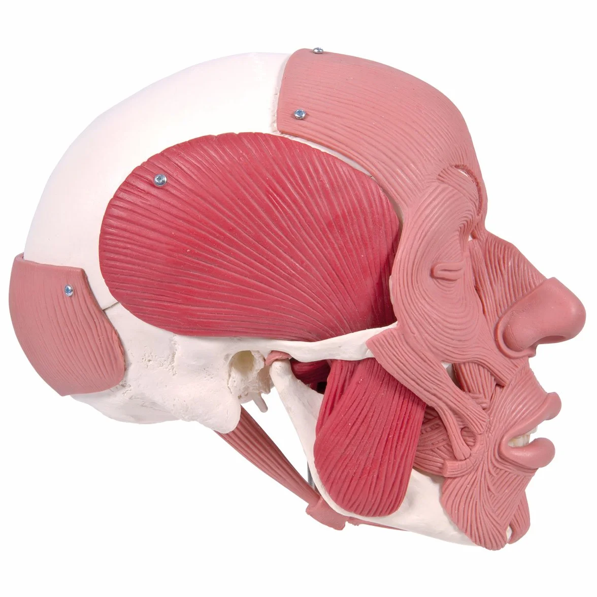 3B Scientific Anatomia człowieka Model czaszki z mięśniami twarzy połączeniami magnetycznymi Inteligentna anatomia