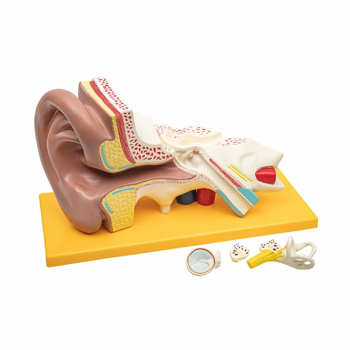 Model anatomii ludzkiego ucha 4-częściowy z podstawą 3-krotnie powiększony