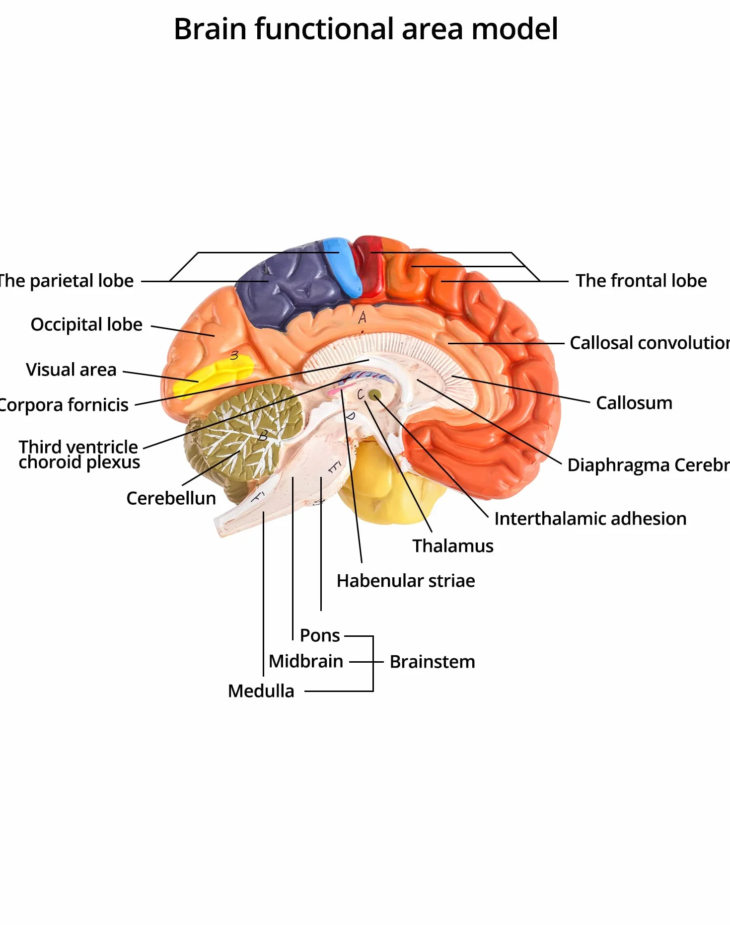 QWORK® Anatomia modelu anatomicznego mózgu, 2-częściowy, kodowany kolorami regionalny model mózgu człowieka, medyczne narzędzie edukacyjne