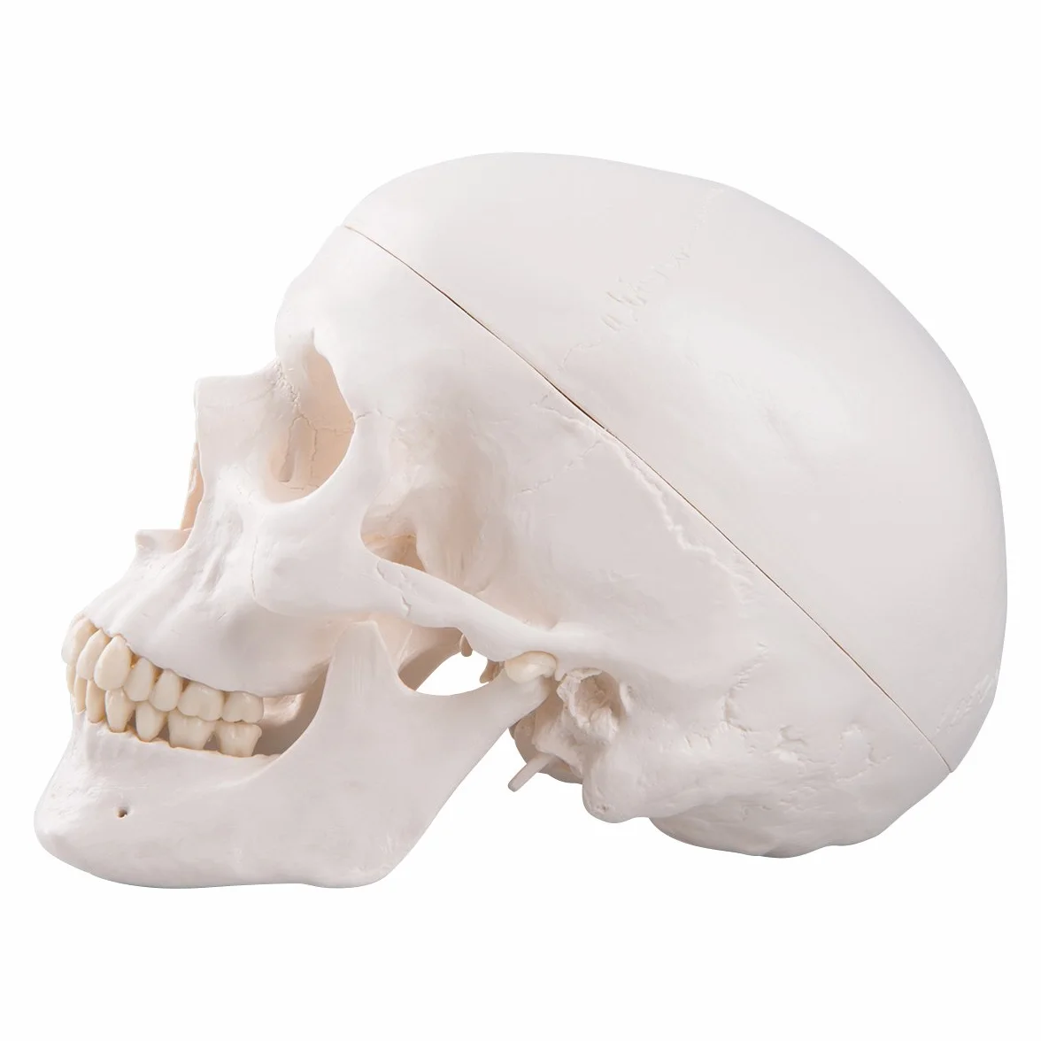 3B Scientific A20 Anatomia człowieka - Klasyczny model ludzkiej czaszki z połączeniami magnetycznymi, część 3 + bezpłatne oprogramowanie anatomiczne - 3B Smart Anatomy (może nie być dostępne w języku polskim)