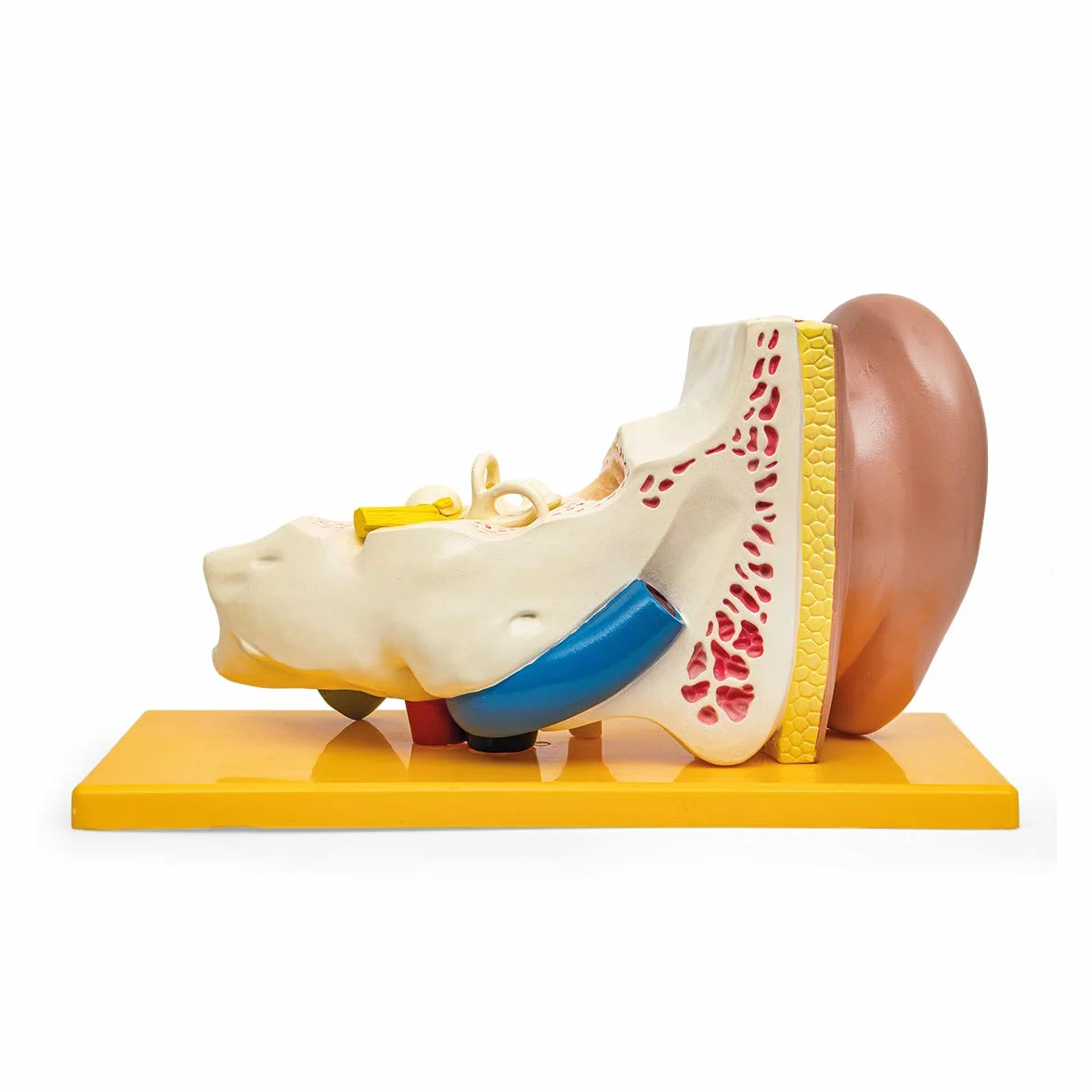 Model anatomii ludzkiego ucha 4-częściowy z podstawą 3-krotnie powiększony
