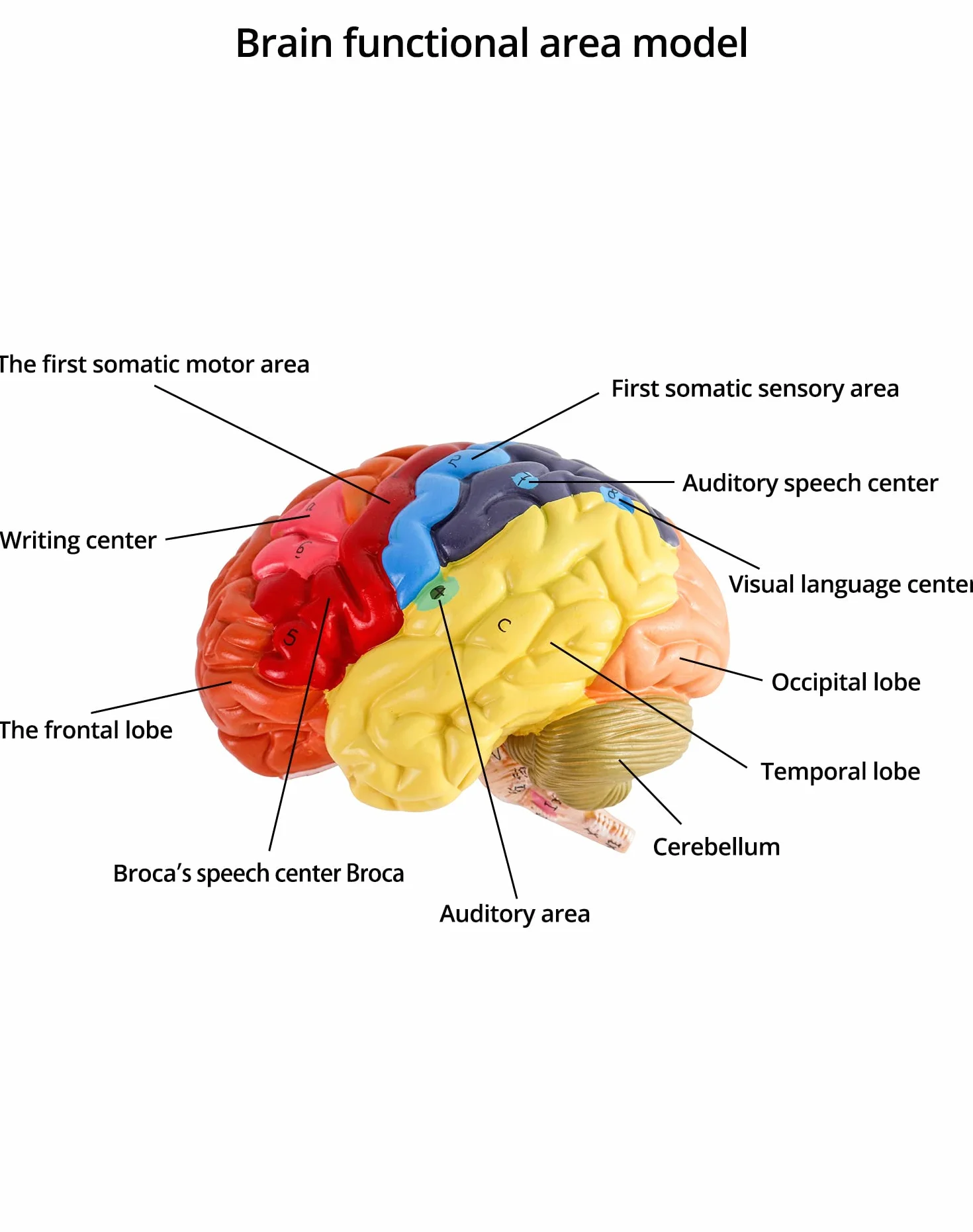 QWORK® Anatomia modelu anatomicznego mózgu, 2-częściowy, kodowany kolorami regionalny model mózgu człowieka, medyczne narzędzie edukacyjne