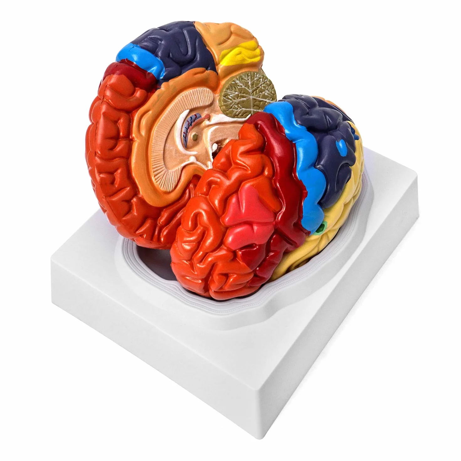 QWORK® Anatomia modelu anatomicznego mózgu, 2-częściowy, kodowany kolorami regionalny model mózgu człowieka, medyczne narzędzie edukacyjne
