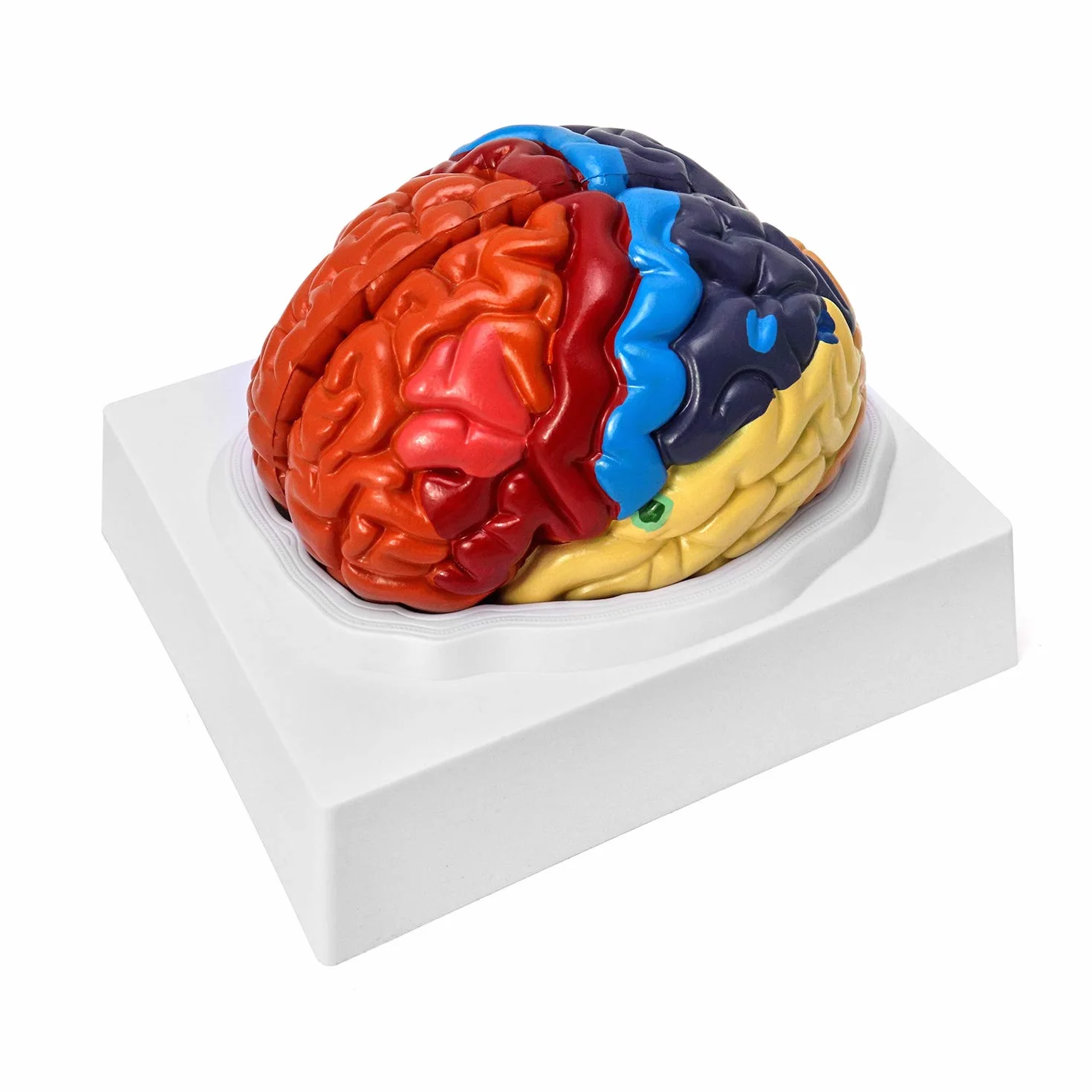 QWORK® Anatomia modelu anatomicznego mózgu, 2-częściowy, kodowany kolorami regionalny model mózgu człowieka, medyczne narzędzie edukacyjne