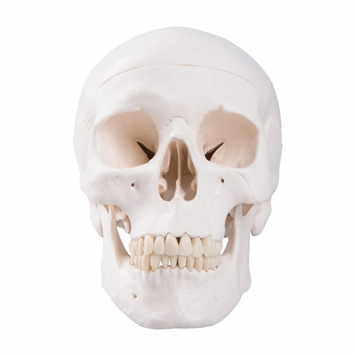 3B Scientific A20 Anatomia człowieka - Klasyczny model ludzkiej czaszki z połączeniami magnetycznymi, część 3 + bezpłatne oprogramowanie anatomiczne - 3B Smart Anatomy (może nie być dostępne w języku polskim)