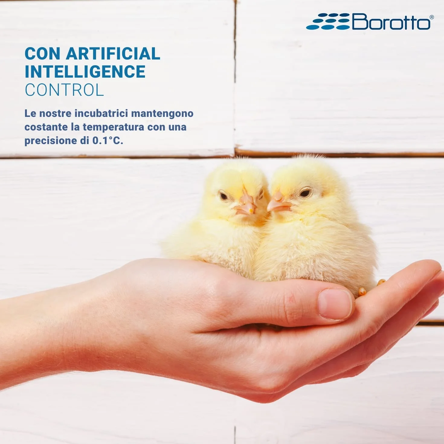 Borotto Real 24 Expert automatyczny inkubator do jajek 24/96 jaj, mechanizm obracania, regulacja temperatury, nawilżacz Sirio