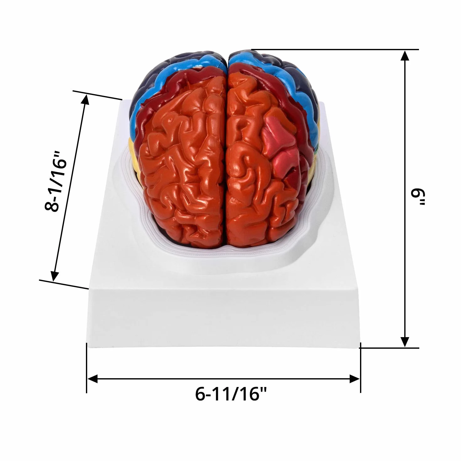 QWORK® Anatomia modelu anatomicznego mózgu, 2-częściowy, kodowany kolorami regionalny model mózgu człowieka, medyczne narzędzie edukacyjne