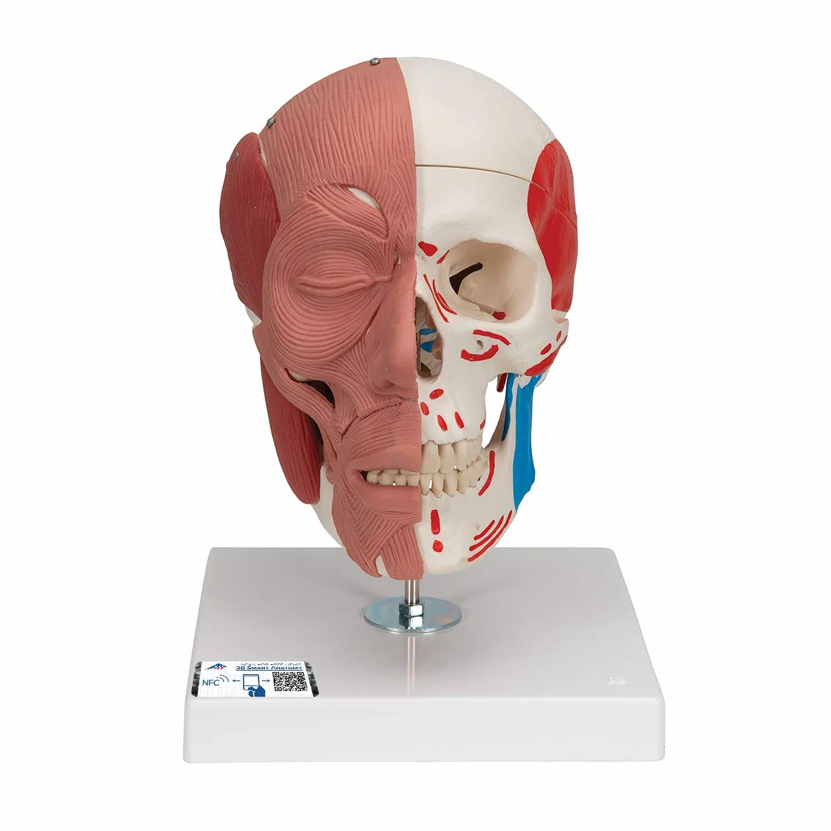3B Scientific Anatomia człowieka Model czaszki z mięśniami twarzy połączeniami magnetycznymi Inteligentna anatomia
