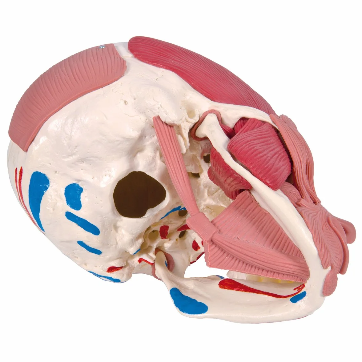 3B Scientific Anatomia człowieka Model czaszki z mięśniami twarzy połączeniami magnetycznymi Inteligentna anatomia
