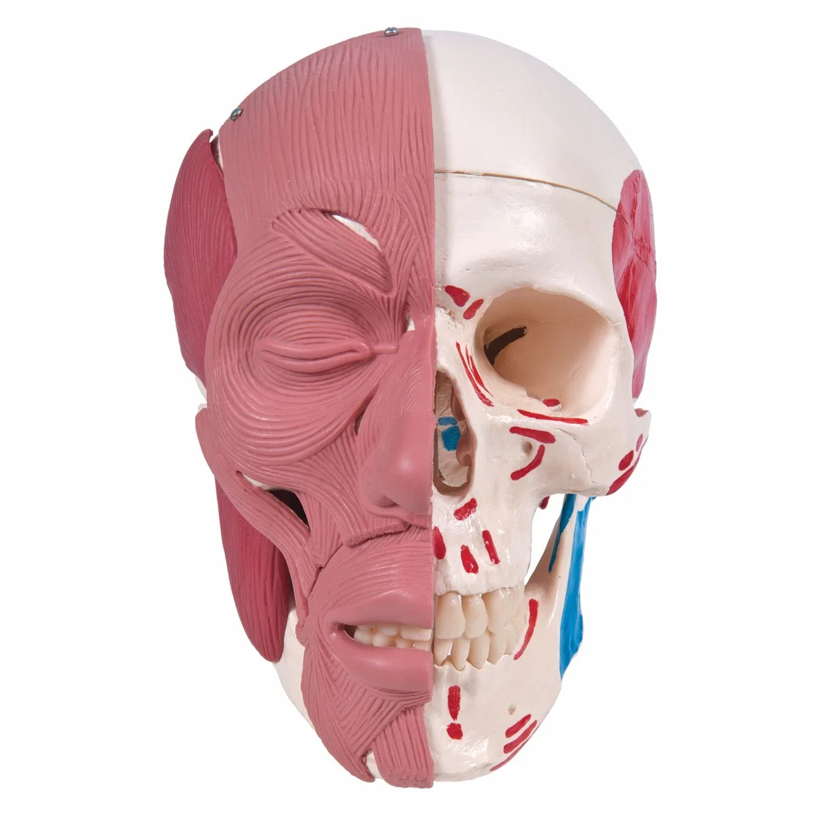 3B Scientific Anatomia człowieka Model czaszki z mięśniami twarzy połączeniami magnetycznymi Inteligentna anatomia