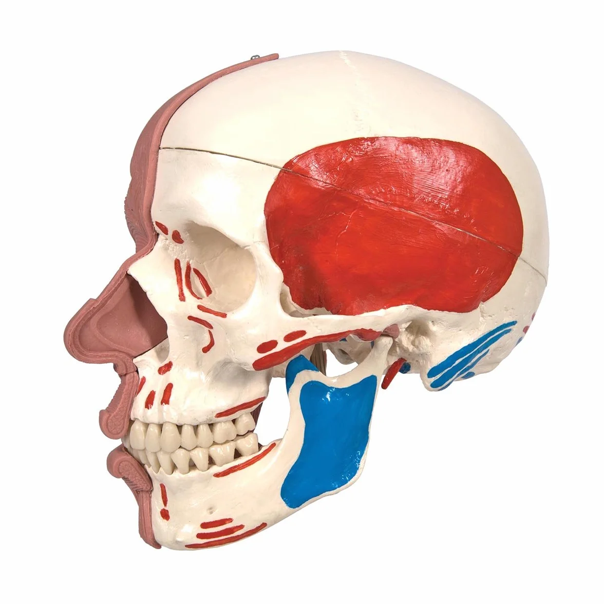 3B Scientific Anatomia człowieka Model czaszki z mięśniami twarzy połączeniami magnetycznymi Inteligentna anatomia