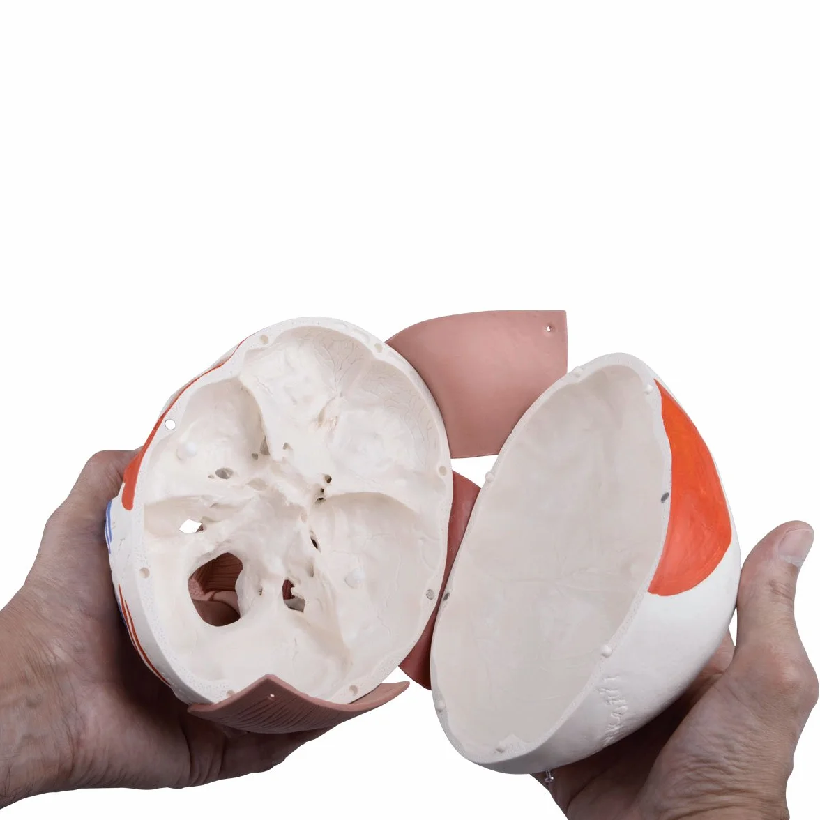 3B Scientific Anatomia człowieka Model czaszki z mięśniami twarzy połączeniami magnetycznymi Inteligentna anatomia