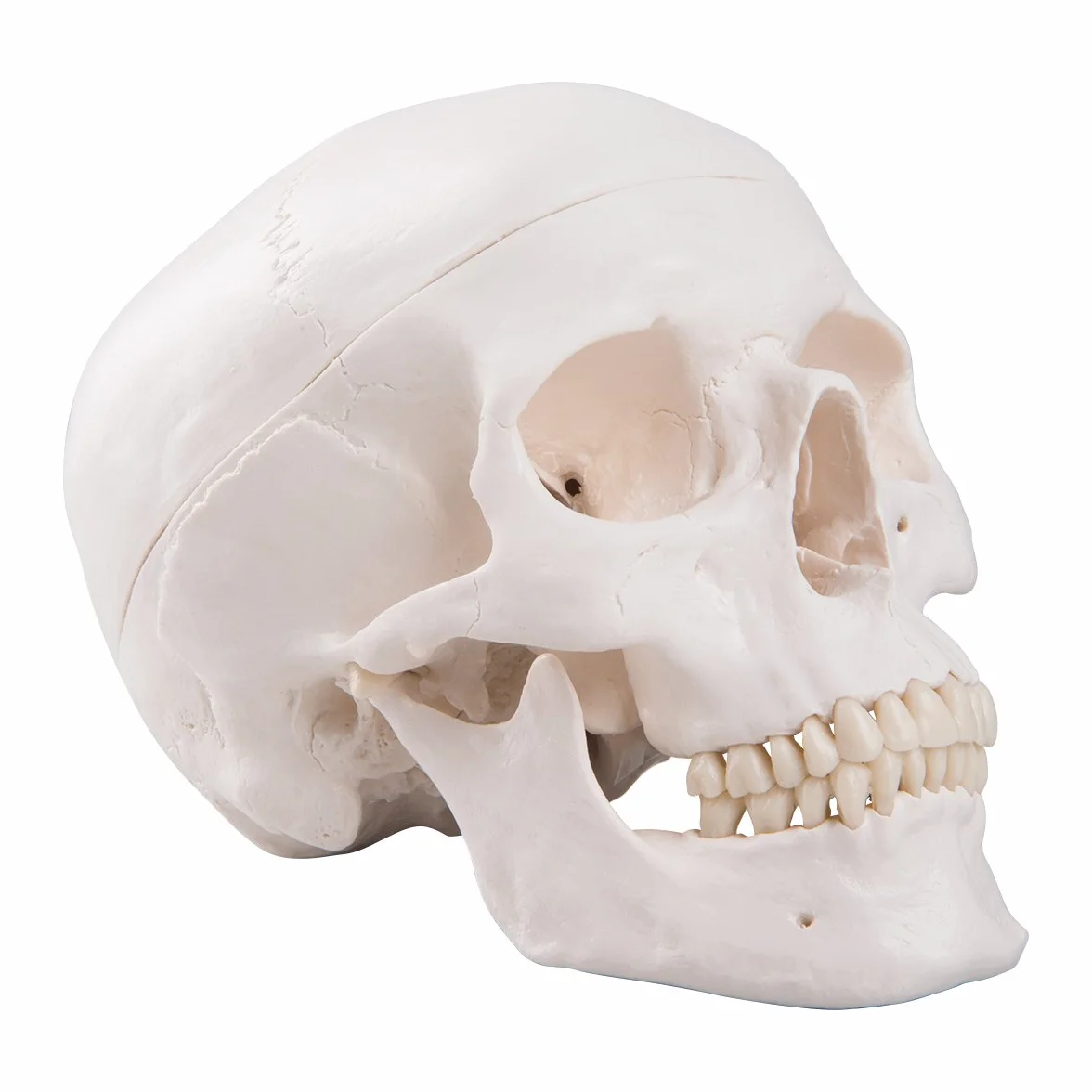 3B Scientific A20 Anatomia człowieka - Klasyczny model ludzkiej czaszki z połączeniami magnetycznymi, część 3 + bezpłatne oprogramowanie anatomiczne - 3B Smart Anatomy (może nie być dostępne w języku polskim)