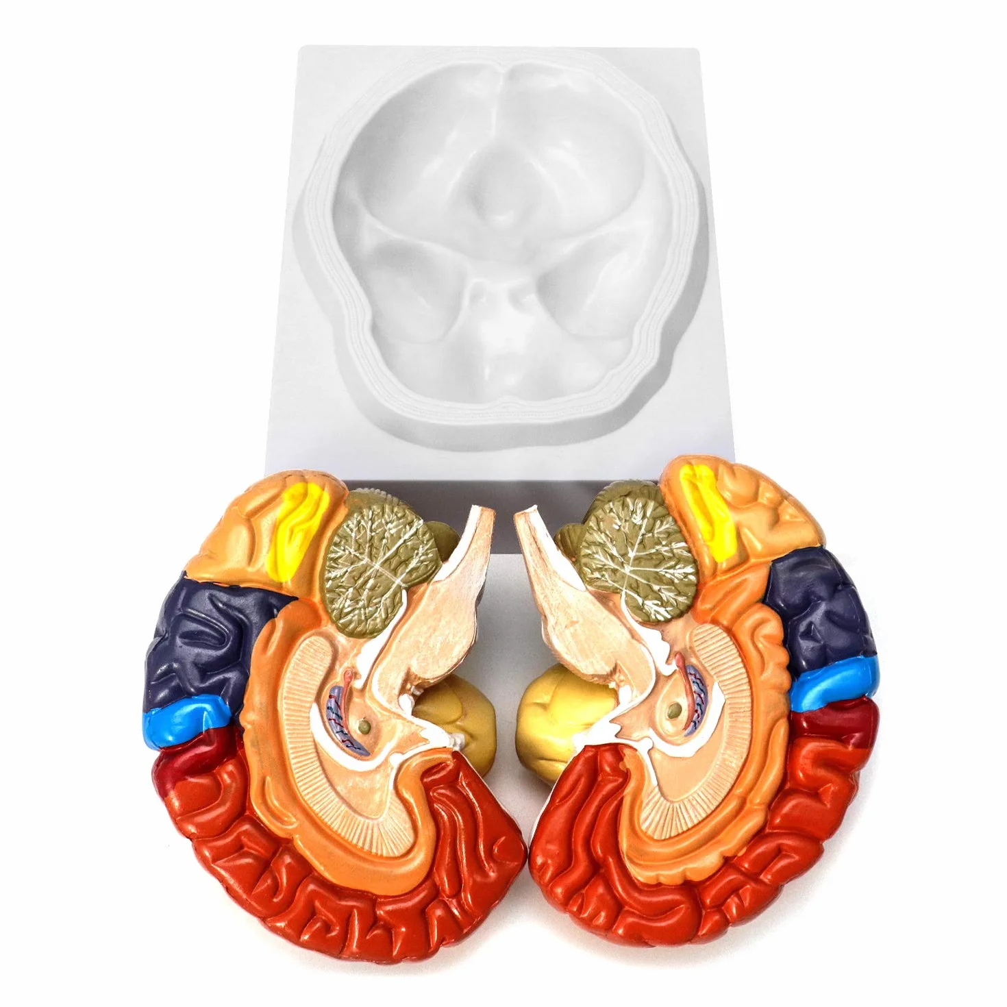 QWORK® Anatomia modelu anatomicznego mózgu, 2-częściowy, kodowany kolorami regionalny model mózgu człowieka, medyczne narzędzie edukacyjne