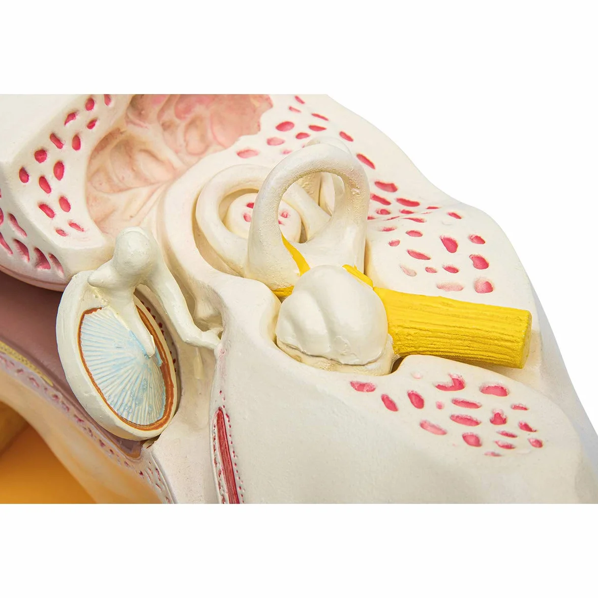 Model anatomii ludzkiego ucha 4-częściowy z podstawą 3-krotnie powiększony